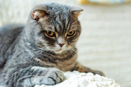 灰色英国短毛猫猫肖像特写图片