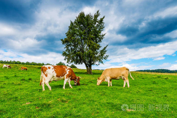 牛在山草甸pieniny波兰