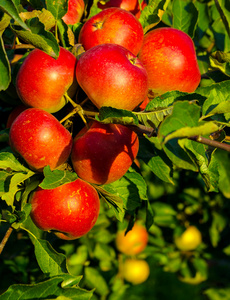 集团红熟透了的苹果
