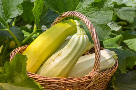 南瓜和西葫芦花图片