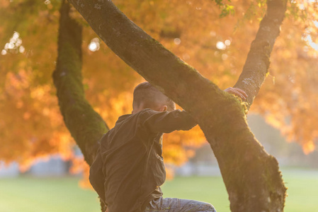 一个年轻的男孩爬上一棵秋天的树在公园与明亮的晚上 sunflare