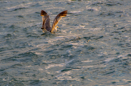 海鸥或海鸥, 在船上, 在空中飞翔, 站立和等待食物