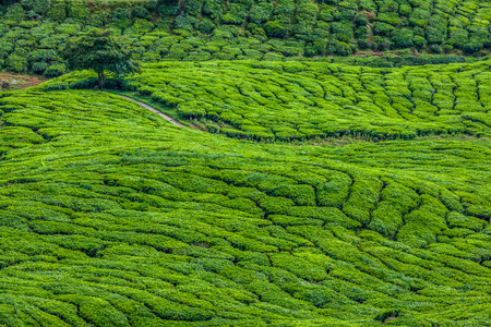 茶夷Cameron 高地，马来西亚的绿色山丘