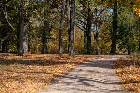 乡村砾石路在秋天颜色与树胡同方式两侧和阴影阿库罗斯福冈砾石