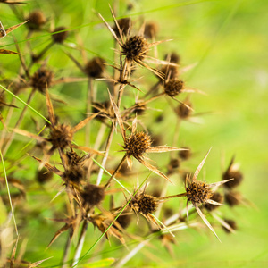 详细的一根刺在乡下, 自然复古的户外背景.许多野生草甸花在日落.