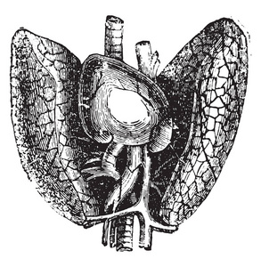 心脏和肺部, 老式雕刻