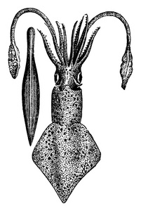 第一条鱼, 泥盆纪时期, Cephalaspis lloydii 和 Pteraspis rostratus, 复古刻插图