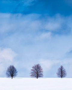 三棵树在冬天在雪被盖的领域