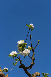 苹果树叶子开花在美丽的蓝天阳光明媚的春天在德国南部农村的节日