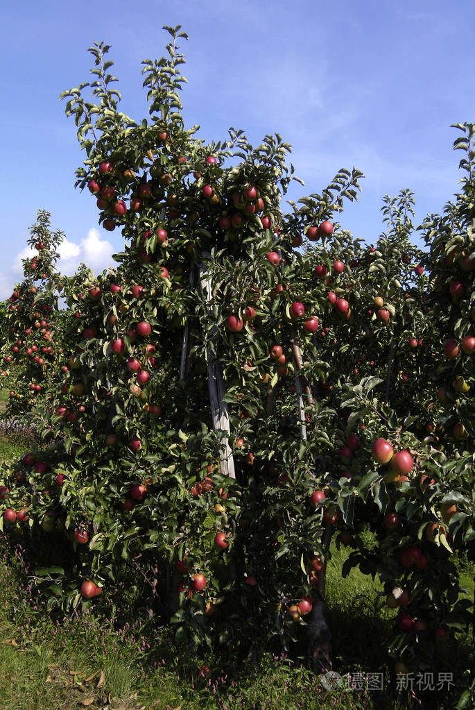 苹果种植园与成熟果子的品种乔纳金在果子生长区域 nonnenhorn 在湖