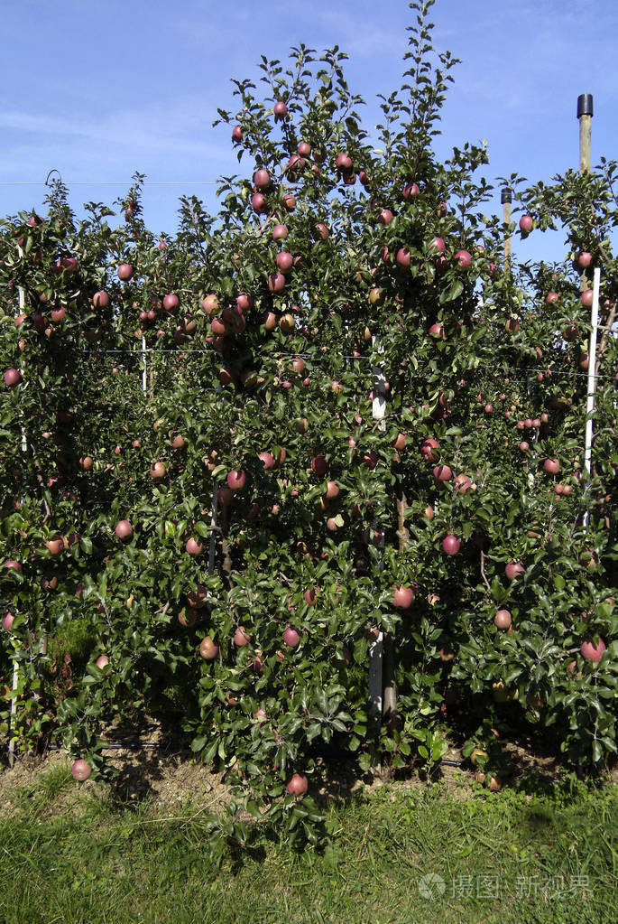苹果种植园与成熟果子的品种乔纳金在果子生长区域 nonnenhorn 在湖
