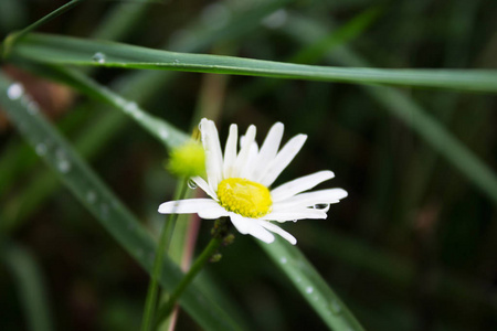 白色雏菊上的雨滴。白色甘菊