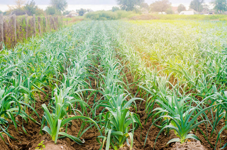 农田生菜蔬菜与农田滴灌系统耕作后的农田种植农作物.