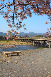 在日本樱花