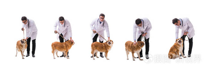 兽医检查金猎犬狗被隔离在白色