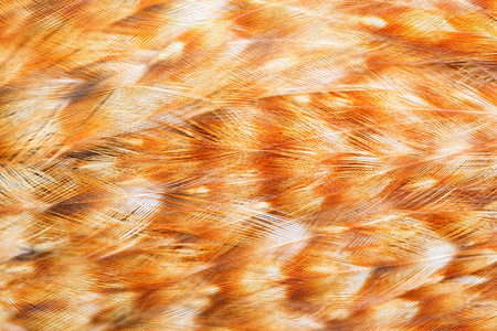 明亮的棕色羽毛组