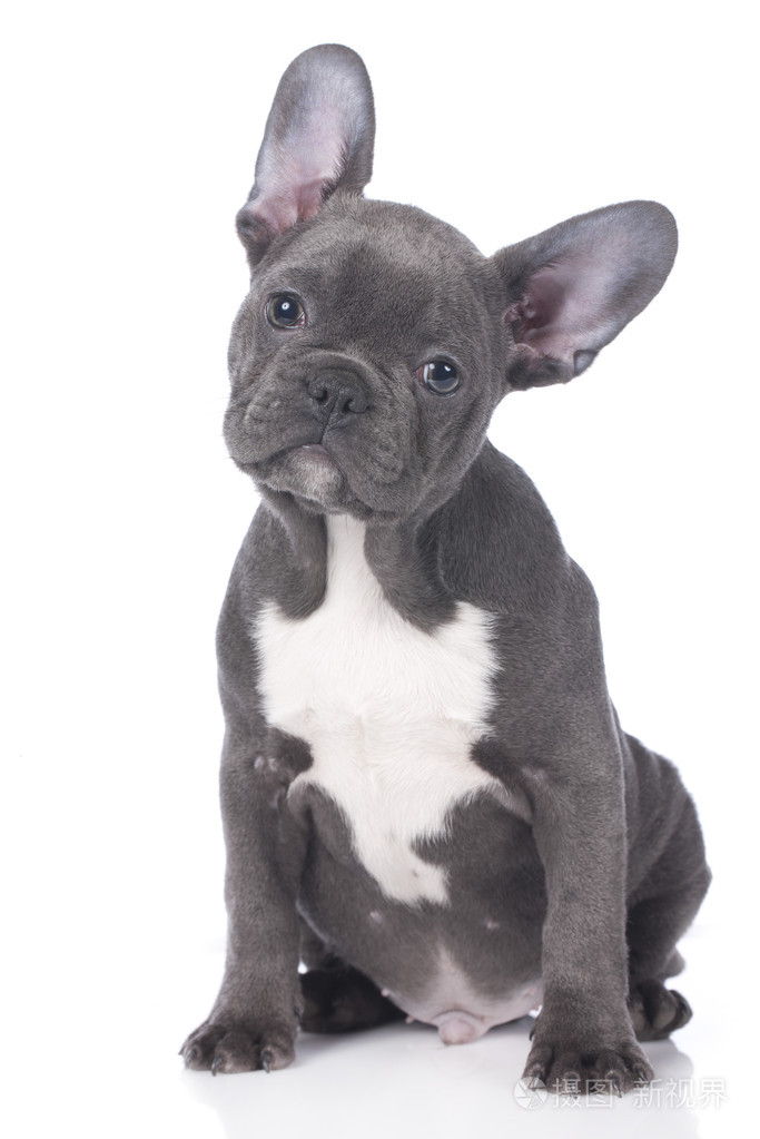 可爱的法国斗牛犬小狗