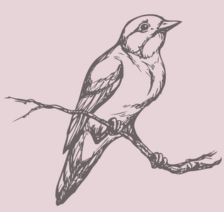 矢量绘图的一系列素描鸟。姬鹟