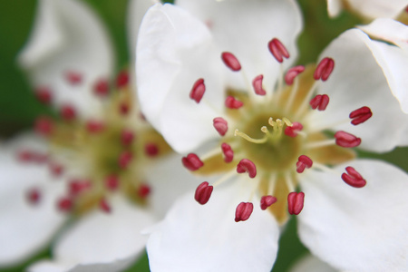 苹果花详细