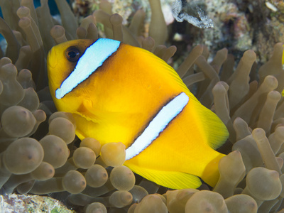 红海 anemonefish