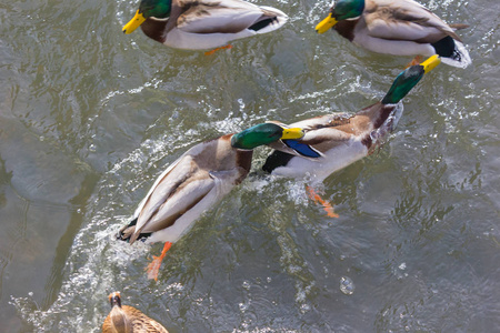 12月到来的德国南部慕尼黑和斯图加特城市的天气里, 鸭子们在阳光明媚的河流中争夺食物