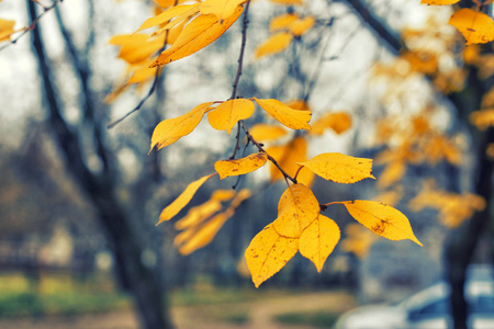 黄最后的叶子在树的树枝林登