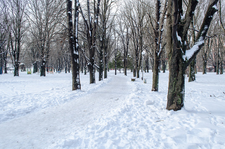 与雪在冬季公园的树木