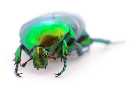 绿色甲虫昆虫玫瑰金龟子 (cetonia 子) 孤立在白色背景上照片