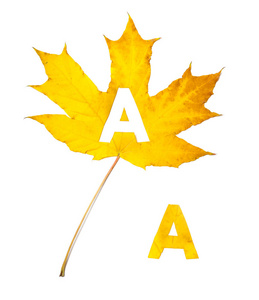 秋天的信件。字母 a 是从一个美丽的黄色枫叶在白色背景雕刻。在工作表上, 信函的字母模式