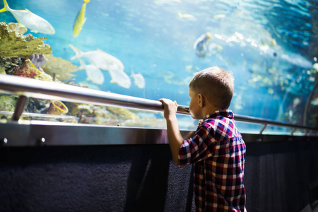 严肃的男孩看在水族馆与热带鱼在 ocenarium