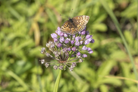 argynnis adippe 蝶 buddleia