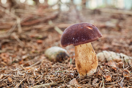 Imleria 巴迪亚食用菌。真菌在自然环境中。英语 湾 bolete