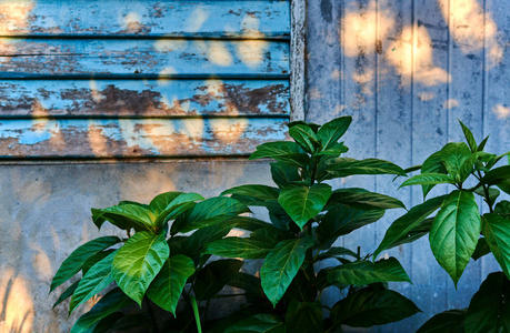 一个绿色的植物, 在一个古老的, 木质的, 破旧的墙壁与太阳光线的背景