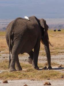 大象 n 非洲