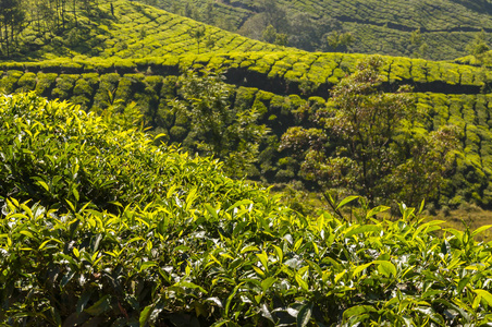 绿色茶香山景：印度旅程中的无止境曲线美化