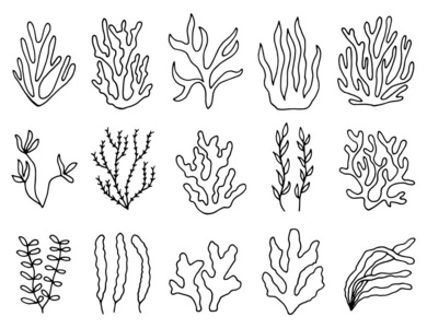 藻类简笔画图片