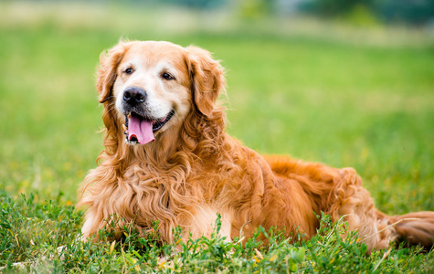 金毛猎犬