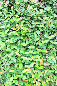 背景绿色叶子, 自然墙纸