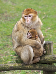 柏柏尔猴妈妈与照片