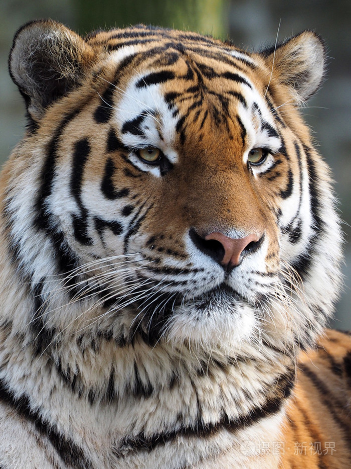 (黑龙江) 西伯利亚虎