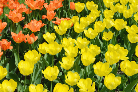 黄色郁金香花床上