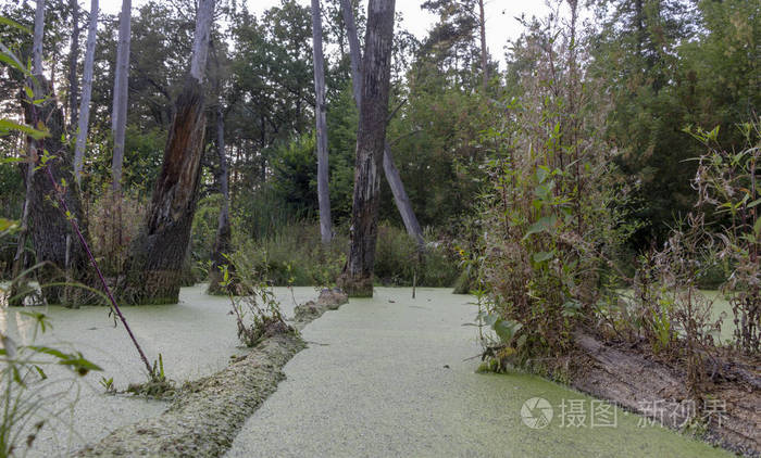 松树林中的沼泽, 完全覆盖着藻类, 景观