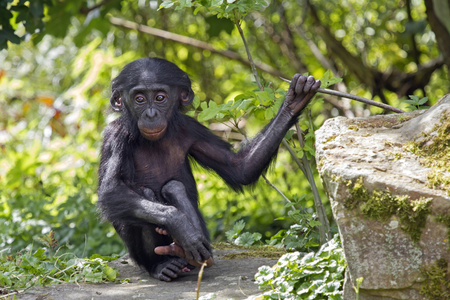 倭黑猩猩婴儿的肖像
