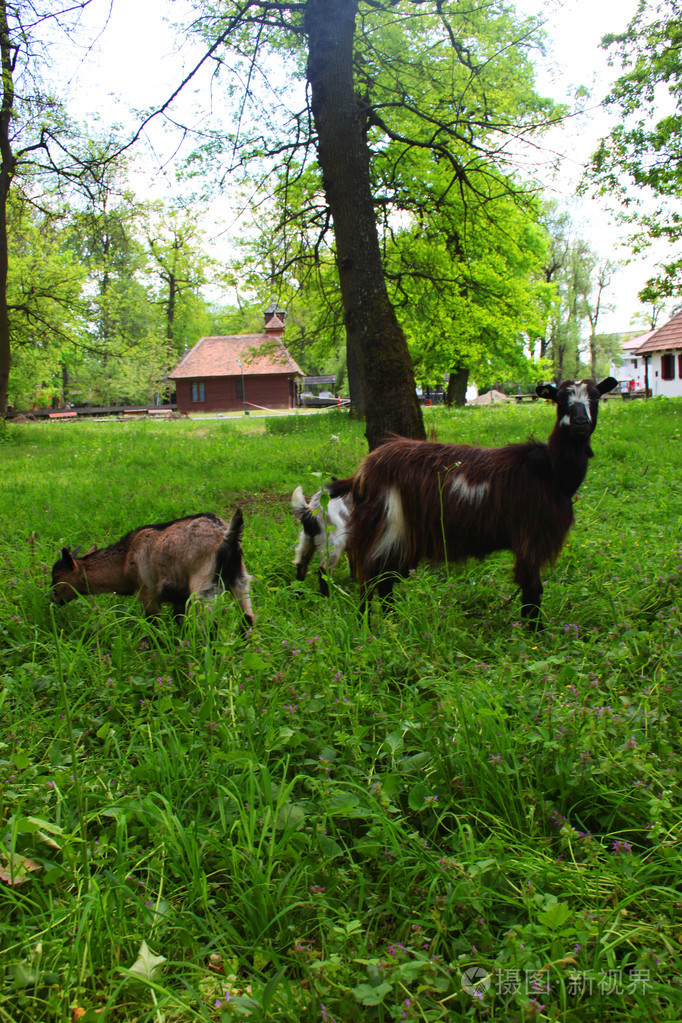 母山羊和她小羊在草地上和背景中的房子