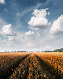成熟金黄麦子领域反对蓝色天空背景