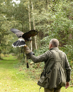 英国, 舍伍德阿甘, 诺丁汉鸟的猎物事件2018年10月 在圈养哈里斯鹰返回到他的处理手套