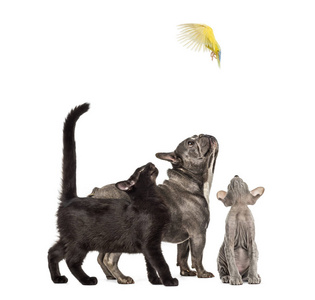 混合品种的黑猫, Peterbald 小猫, 法国斗牛犬, 玫瑰色面孔鹦鹉飞行, Agapornis roseicollis, 