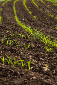 年轻的玉米植物和田野在春天可能阳光明媚的早晨在德国南部农村地区