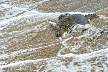 绿海龟在夏威夷的沙滩上