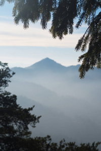 背景为山的云杉树分支图片